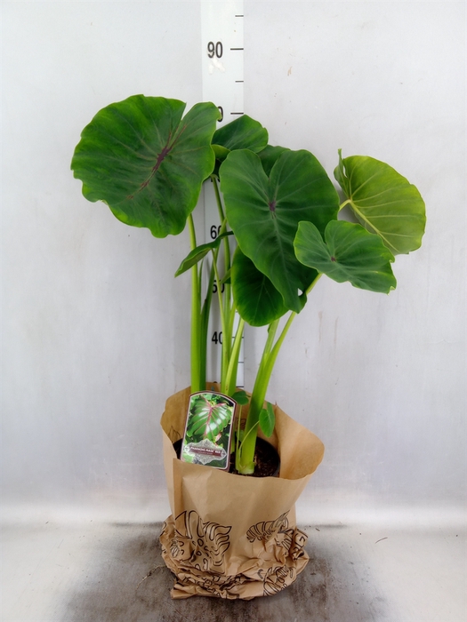 <h4>Colocasia esculenta</h4>