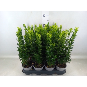 Euonymus japon. 'Green Spire'