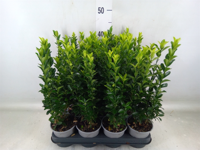 <h4>Euonymus japon. 'Green Spire'</h4>