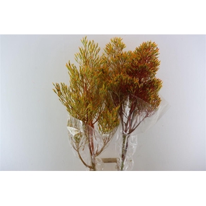 Bromelia Xxl Yellow Brasil