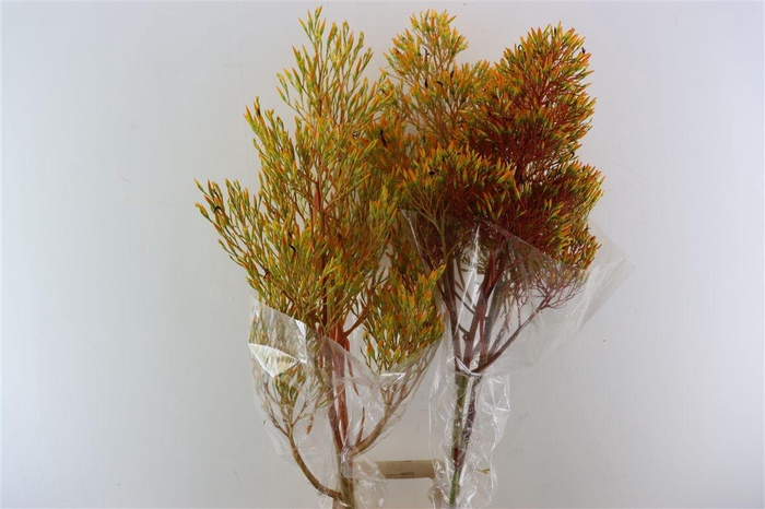 <h4>Bromelia Xxl Yellow Brasil</h4>