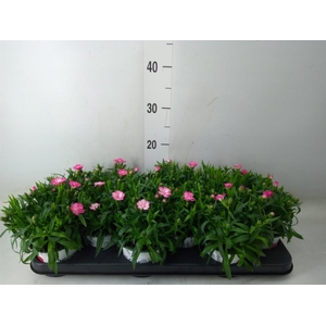 Dianthus  'Oscar Pink Star'