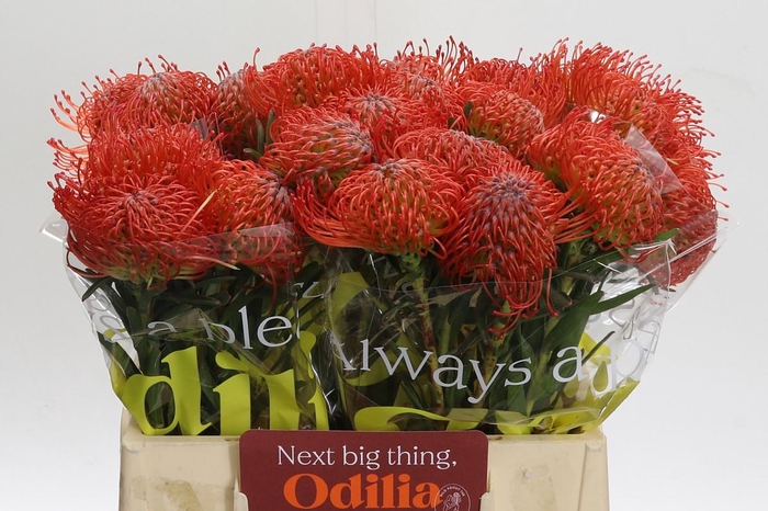 <h4>Nutans Succession</h4>