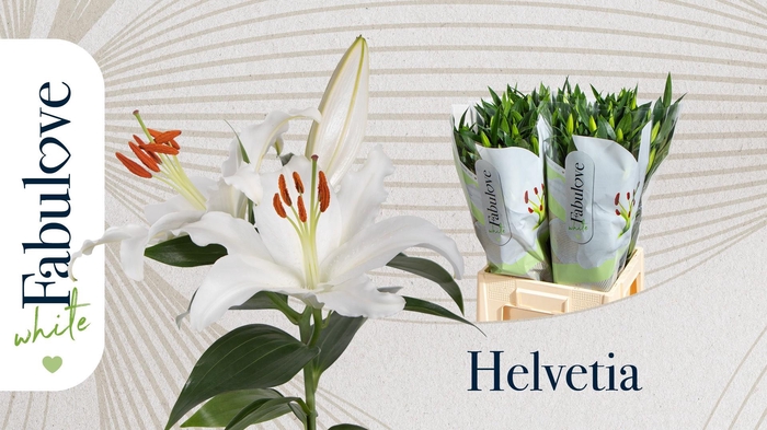 <h4>LI OR HELVETIA</h4>