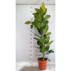 Ficus benghalensis 'Joy'