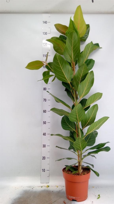 <h4>Ficus benghalensis 'Joy'</h4>