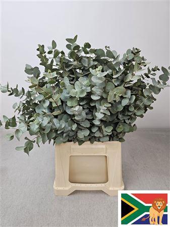 Euc Cinerea Kort Afr Super