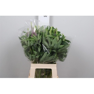Lupinus Mix