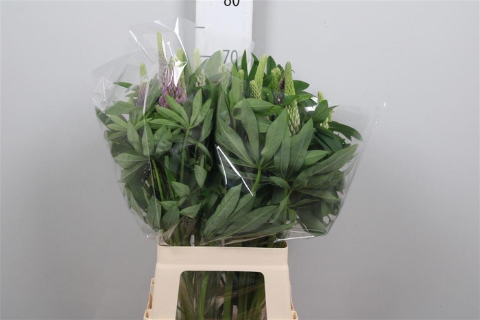 <h4>Lupinus Mix</h4>