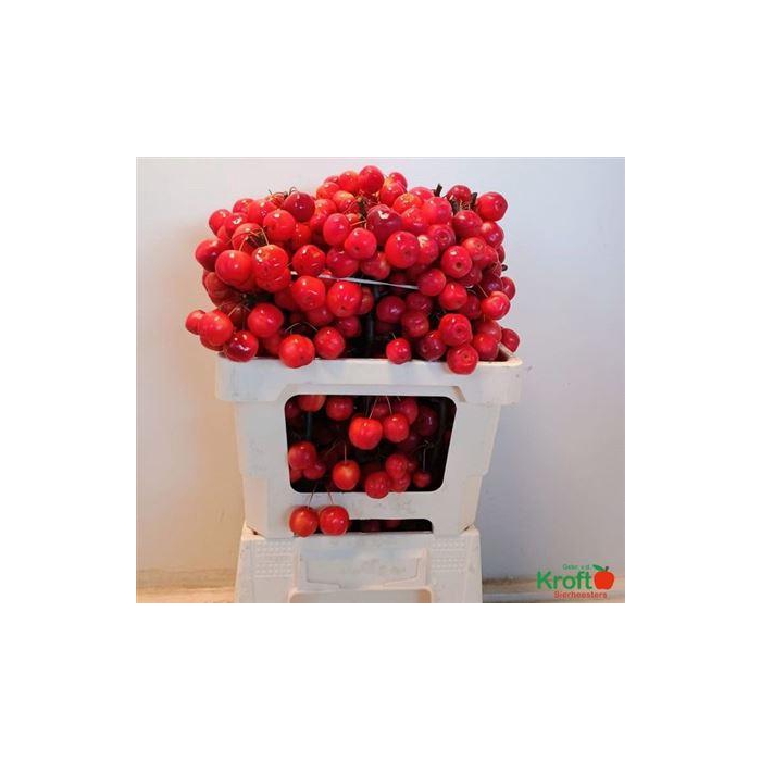 <h4>Malus Red Sentinel</h4>