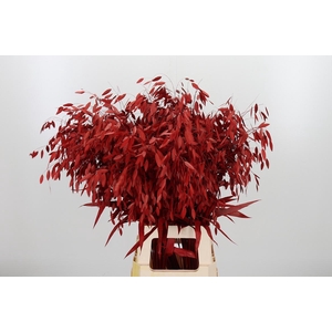 Chasmantium Kl Bh Rood