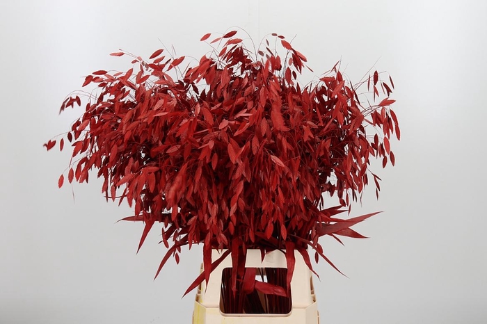 <h4>Chasmantium Kl Bh Rood</h4>