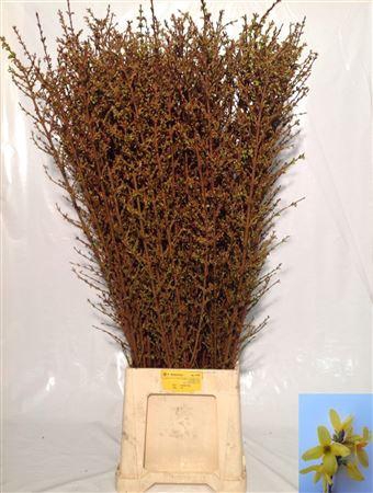 <h4>Forsy I Spectabilis</h4>