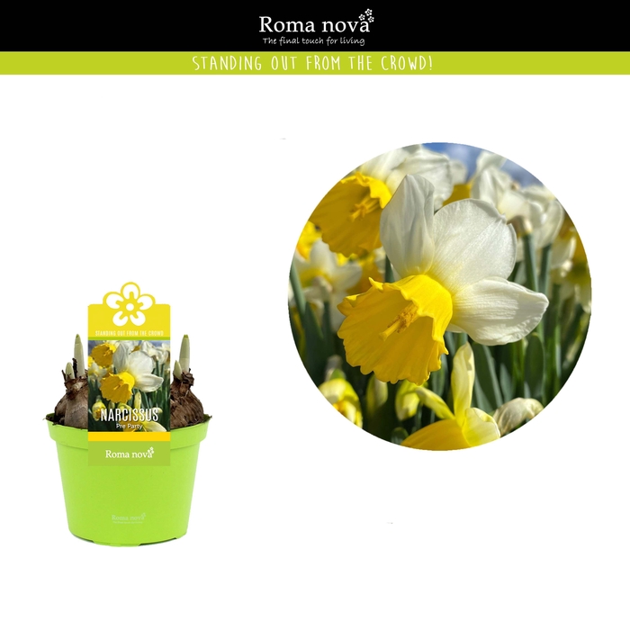 <h4>Narcissus Pre Party 12cm</h4>