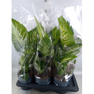 Dieffenbachia seg. 'Reeva'