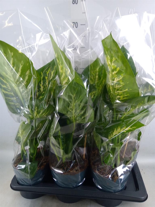 <h4>Dieffenbachia seg. 'Reeva'</h4>