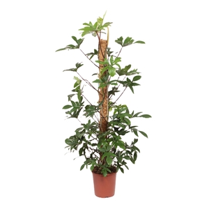 Philodendron pedatum