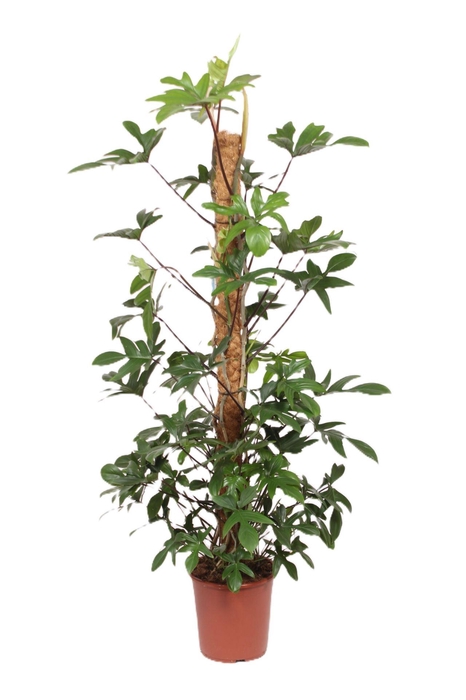 <h4>Philodendron pedatum</h4>