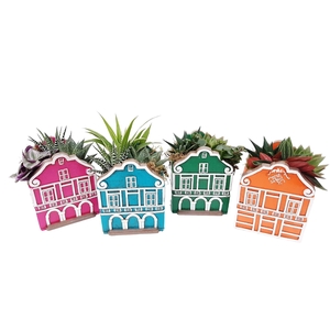 Arr.   Kamerplant Groen L%