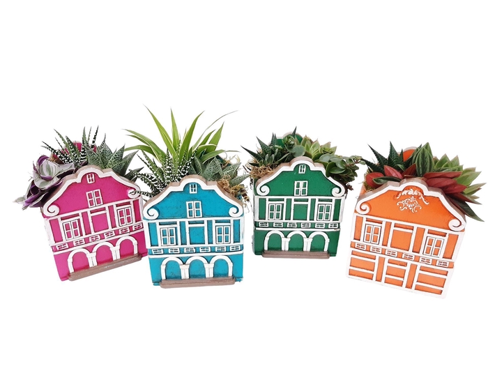 <h4>Arr. Kamerplant Groen L%</h4>