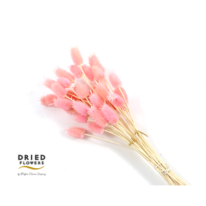 Dried Bleached Cardo Mini Light Pink