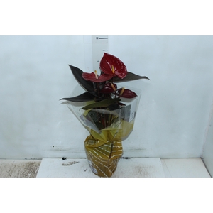 ANTHURIUM DELICATA P17