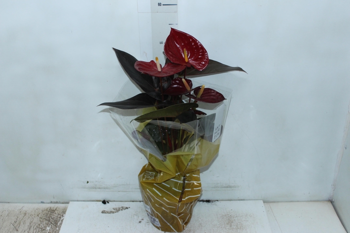 <h4>ANTHURIUM DELICATA P17</h4>