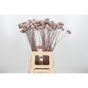 Craspedia Kl Bh Champagne Xl