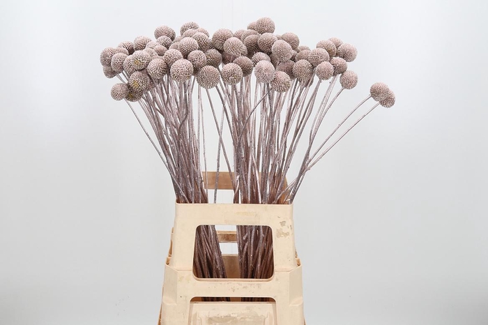 <h4>Craspedia Kl Bh Champagne Xl</h4>