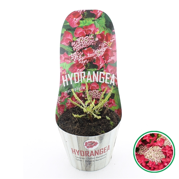 <h4>Hydrangea teller Rood C2 (17cm). Potcover</h4>