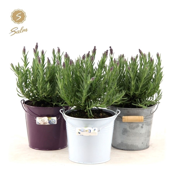 <h4>Lavandula st. 'Anouk'® Collection P12 in Zinc Mix</h4>