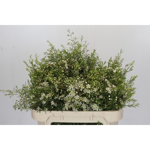 Chamelaucium Majestic White