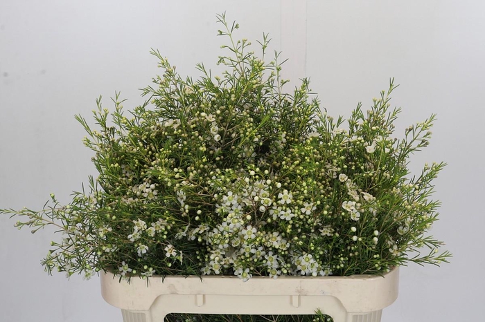 <h4>Chamelaucium Majestic White</h4>