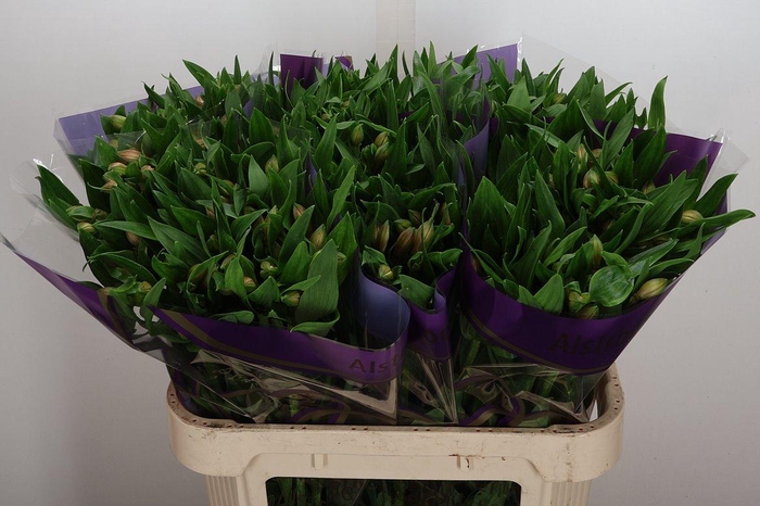 <h4>Alstr Pink Floyd</h4>