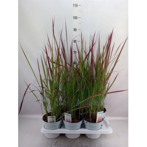 Imperata cylindrica 'Red Baron'