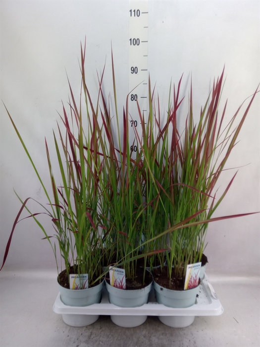 Imperata cylindrica 'Red Baron'