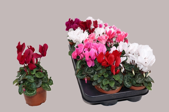 <h4>CYCL MD SUP ALLURE</h4>