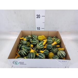 Cucurbita pepo 'Pear Bicolor'