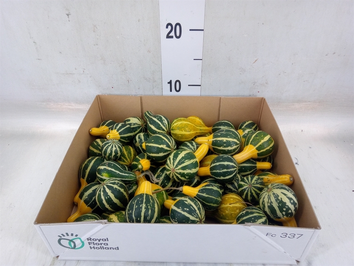 <h4>Cucurbita pepo 'Pear Bicolor'</h4>