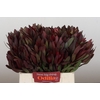 Leucadendron Saf Sunset Dark R.