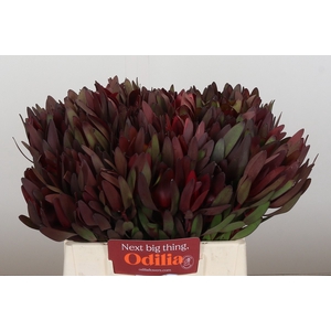 Leucadendron Saf Sunset Dark R.
