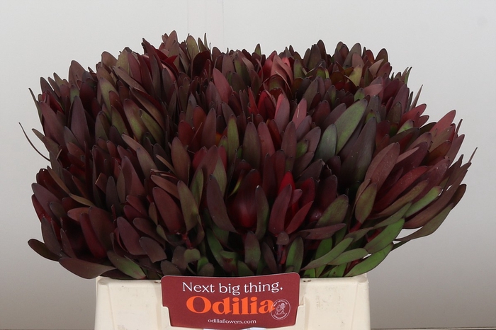 <h4>Leucadendron Saf Sunset Dark R.</h4>