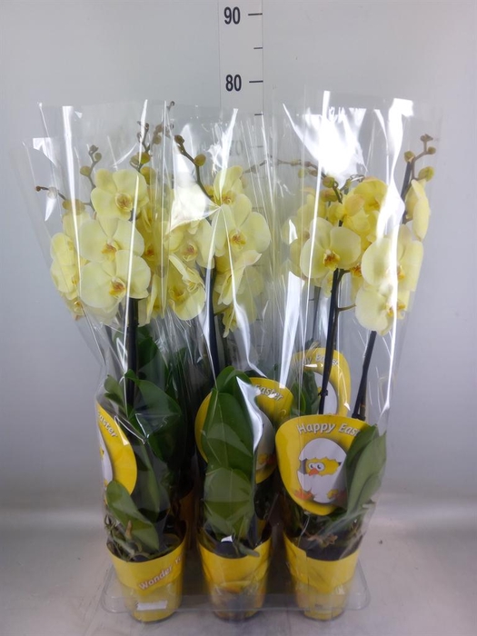 <h4>Phalaenopsis   ...</h4>