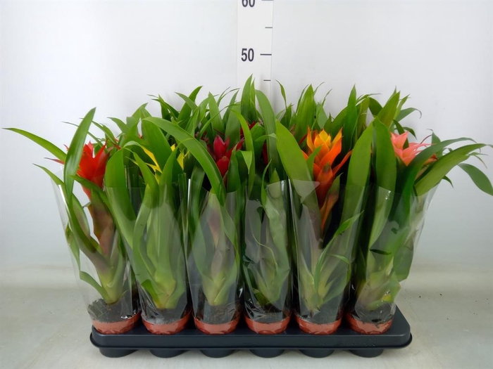 <h4>Guzmania ...mix</h4>