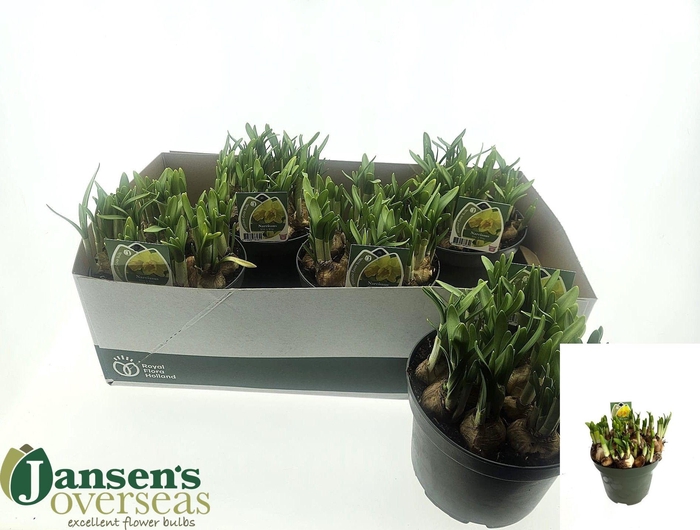 <h4>NARC O TETE A TETE</h4>