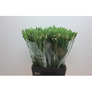Ornithogalum Thyrsoides