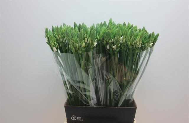 <h4>Ornithogalum Thyrsoides</h4>