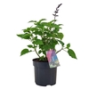 Salvia Salgoon Lake Blueberry