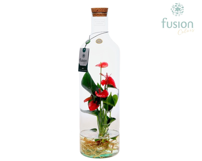 <h4>Green Bottle Fles Large met Anthurium</h4>