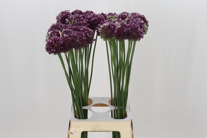 <h4>Allium Purple Mystery</h4>